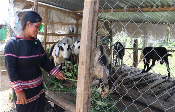 Chị Đinh Thị Rét là điển hình vươn lên thoát nghèo tại 4 làng Đồn sau khi tái định cư - Ảnh: Hồng Điệp